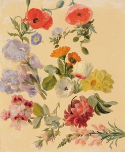 夏の花の研究